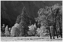 Trees in various foliage stages in Cook Meadow. Yosemite National Park ( black and white)