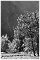 Autumn trees in Cook Meadow. Yosemite National Park ( black and white)