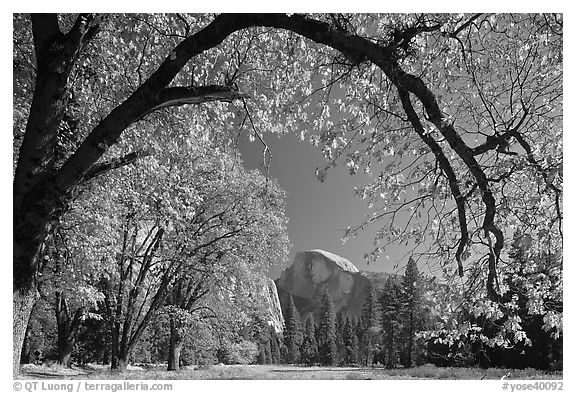 Arched branch with autumn leaves and Half-Dome. Yosemite National Park, California, USA.