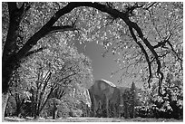 Arched branch with autumn leaves and Half-Dome. Yosemite National Park, California, USA. (black and white)