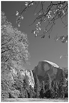 Half-Dome framed by branches with leaves in fall foliage. Yosemite National Park ( black and white)
