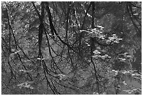 Reflections of cliffs and trees in creek. Yosemite National Park, California, USA. (black and white)