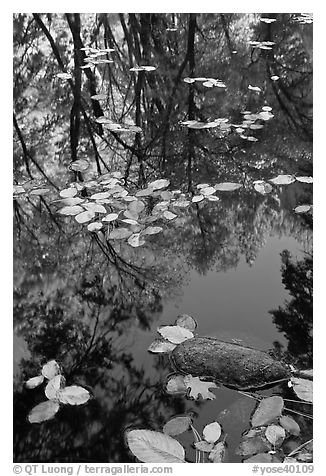 Creek with trees in autumn color reflected. Yosemite National Park (black and white)
