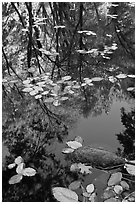 Creek with trees in autumn color reflected. Yosemite National Park, California, USA. (black and white)