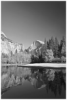 Trees in fall foliage and Half-Dome reflected in Merced River. Yosemite National Park ( black and white)