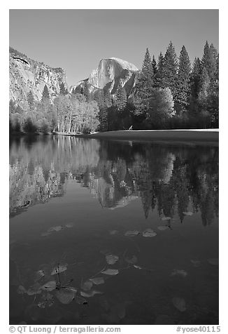 Fallen leaves, Merced River, and Half-Dome reflections. Yosemite National Park (black and white)