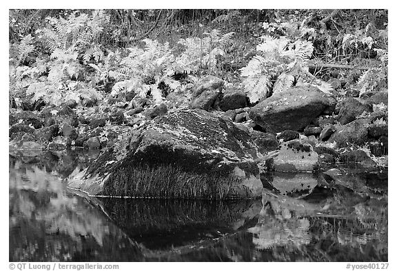 Ferms, mossy boulders, and reflections. Yosemite National Park (black and white)