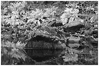 Ferms, mossy boulders, and reflections. Yosemite National Park ( black and white)