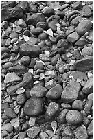 Pebbles and fallen leaves. Yosemite National Park, California, USA. (black and white)