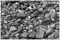 Autumn leaves and pebbles. Yosemite National Park ( black and white)