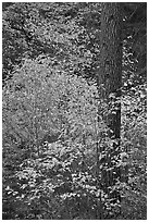 Dogwoods in autum foliage and trunk. Yosemite National Park ( black and white)