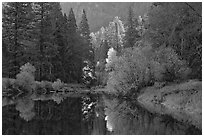 Bright autumn tree, Merced River. Yosemite National Park ( black and white)