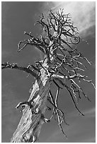 Dead Lodgepole Pine. Yosemite National Park, California, USA. (black and white)