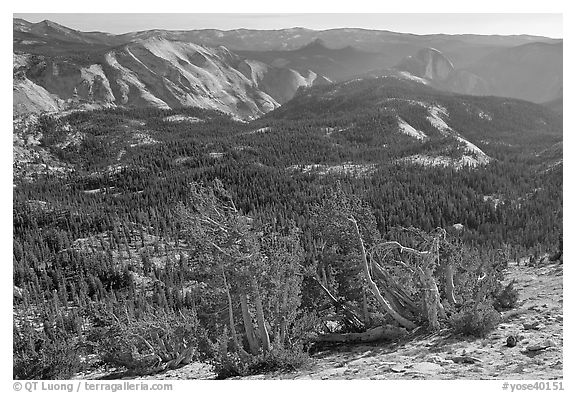 Wind-curved trees, Clouds Rest and Half-Dome from Mount Hoffman. Yosemite National Park (black and white)