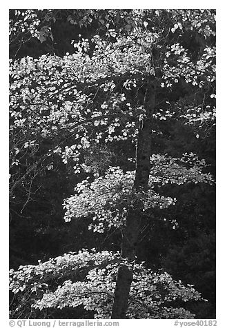 Backlit tree with autum leaves. Yosemite National Park (black and white)