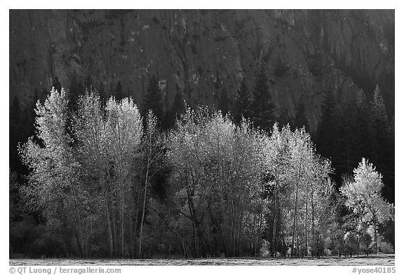 Trees with sparse autumn leaves, Sentinel Meadow. Yosemite National Park (black and white)