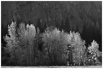 Trees with sparse autumn leaves, Sentinel Meadow. Yosemite National Park ( black and white)