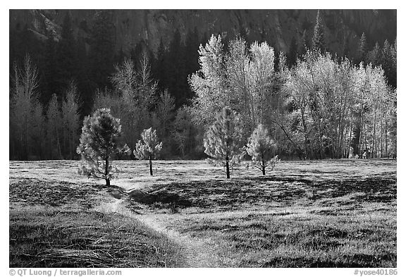 Trail in Sentinel Meadow in autumn. Yosemite National Park (black and white)