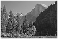 Half-Dome seen from Sentinel Meadow. Yosemite National Park ( black and white)