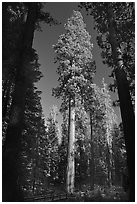 Mariposa Grove of sequoia trees. Yosemite National Park ( black and white)