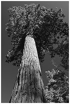 Towering sequoia tree, Mariposa Grove. Yosemite National Park ( black and white)