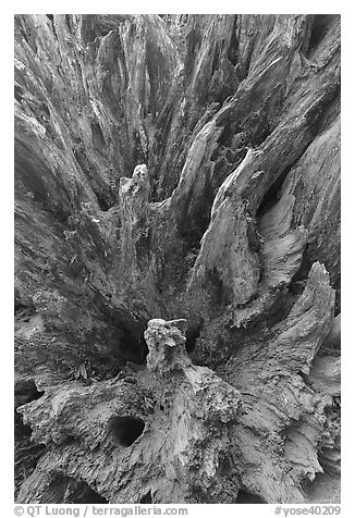 Roots of fallen sequoia tree, Mariposa Grove. Yosemite National Park (black and white)