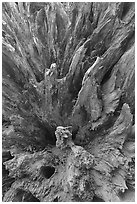 Roots of fallen sequoia tree, Mariposa Grove. Yosemite National Park, California, USA. (black and white)