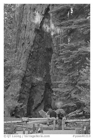 Couple at  base of  Grizzly Giant sequoia. Yosemite National Park, California, USA.