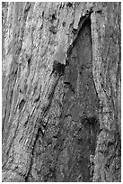 Bark detail of oldest tree in Mariposa Grove. Yosemite National Park ( black and white)