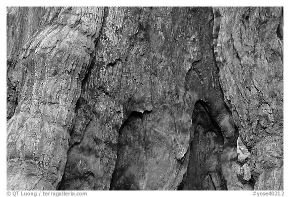 Fire scar on oldest sequoia in Mariposa Grove. Yosemite National Park, California, USA.