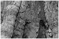 Fire scar on oldest sequoia in Mariposa Grove. Yosemite National Park ( black and white)