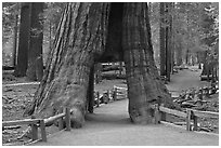 California tunnel tree, Mariposa Grove. Yosemite National Park ( black and white)