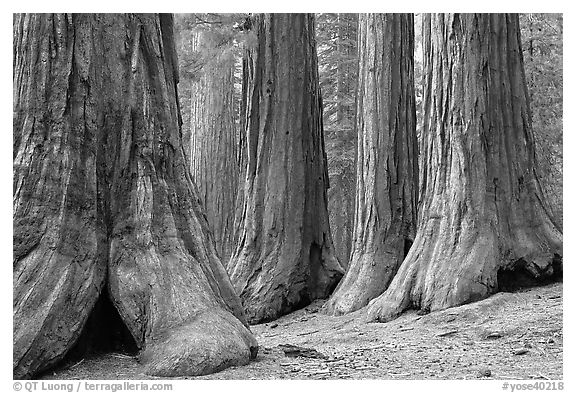 Sequoias called Bachelor and three graces, Mariposa Grove. Yosemite National Park (black and white)