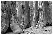 Sequoias called Bachelor and three graces, Mariposa Grove. Yosemite National Park ( black and white)