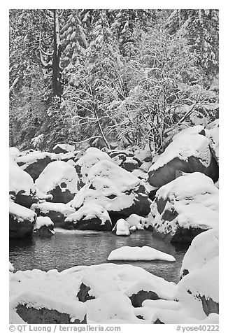 Snow-covered boulders in Merced River and trees. Yosemite National Park (black and white)