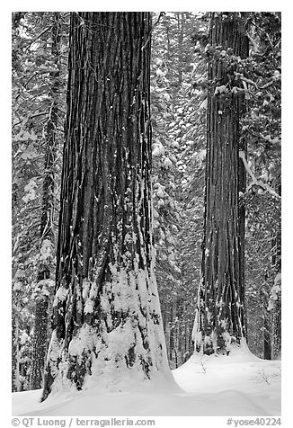 Sequoias and snowy trees, Tuolumne Grove. Yosemite National Park (black and white)
