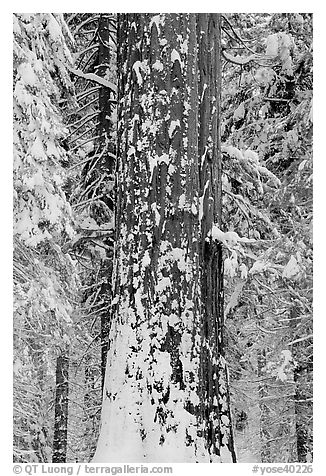 Sequoia trunk and snow-covered trees, Tuolumne Grove. Yosemite National Park (black and white)