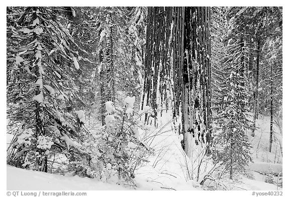 Sequoia forest in winter, Tuolumne Grove. Yosemite National Park (black and white)