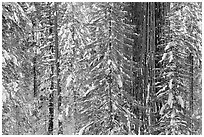 Wintry forest with sequoias and conifers, Tuolumne Grove. Yosemite National Park ( black and white)