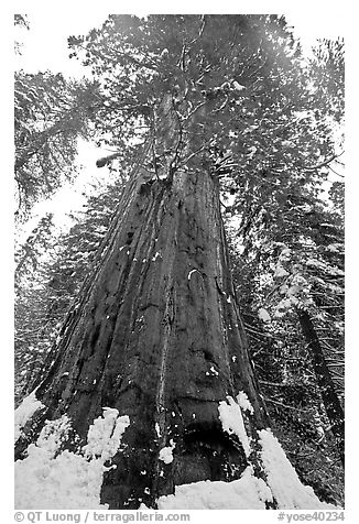 Giant sequoia seen from the base with fresh snow, Tuolumne Grove. Yosemite National Park, California, USA.
