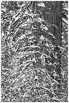 Tree branches and tree trunks with fresh snow, Tuolumne Grove. Yosemite National Park ( black and white)