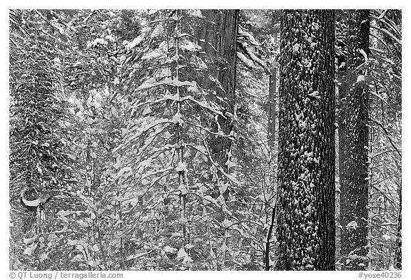 Snowy forest  and tree trunks, Tuolumne Grove. Yosemite National Park (black and white)