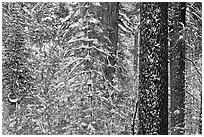 Snowy forest  and tree trunks, Tuolumne Grove. Yosemite National Park ( black and white)