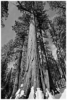 Sequoia tree named the Bachelor in winter. Yosemite National Park ( black and white)