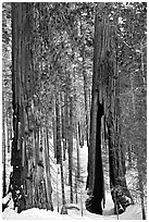 Clothespin Tree and another sequoia, Mariposa Grove. Yosemite National Park ( black and white)