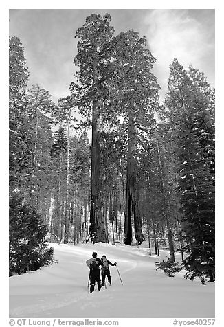 Skiing towards the Clothespin tree, Mariposa Grove. Yosemite National Park, California, USA.