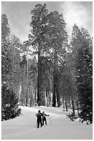 Skiing towards the Clothespin tree, Mariposa Grove. Yosemite National Park, California, USA. (black and white)