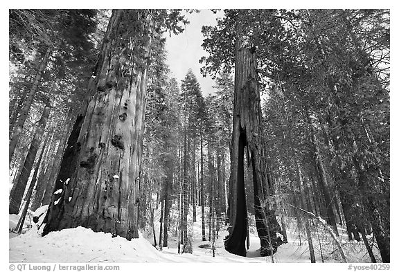 Mariposa Grove of Giant sequoias in winter with Clothespin Tree. Yosemite National Park (black and white)