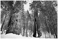 Mariposa Grove of Giant sequoias in winter with Clothespin Tree. Yosemite National Park ( black and white)
