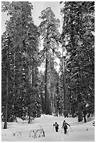Backcountry skiiers and Giant Sequoia trees, Upper Mariposa Grove. Yosemite National Park, California, USA. (black and white)